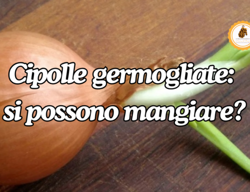 Cipolle germogliate: si possono mangiare?